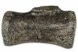 Sauropod (Diplodocus?) Distal Caudal Vertebra - Wyoming #377935-1